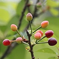 山櫻花 陽明山國家公園 陽明山.jpg