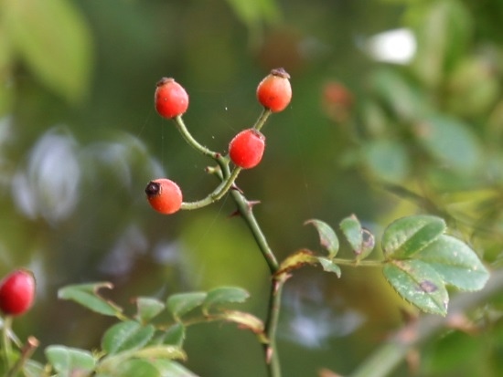 太魯閣薔薇 台7甲 思源埡口(1).jpg