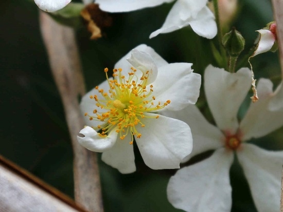 太魯閣薔薇 新竹 尖石後山.jpg