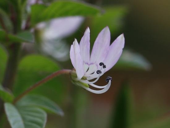 平伏莖白菜花 南投 蓮華池.jpg