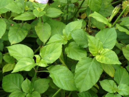 赤道櫻草 苗栗 公館 鶴岡(2).jpg