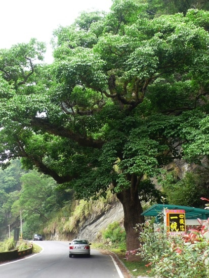 茄冬 苗栗 大湖 苗61道路.jpg