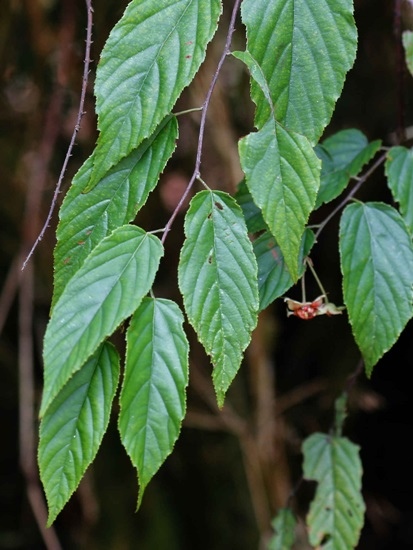 桑葉懸鉤子 台7甲 台中 思源.jpg