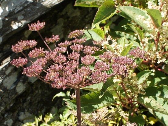 森氏當歸 南投 台14甲 昆陽.jpg