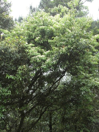 黑星櫻 陽明山國家公園 101甲公路.jpg