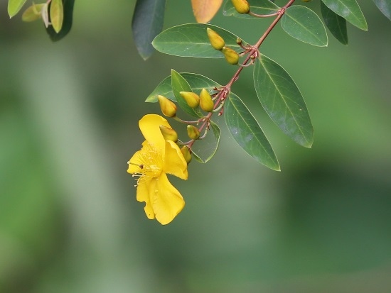 雙花金絲桃 中橫 太魯閣.jpg