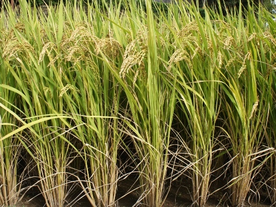 水稻 楊梅 老坑.jpg