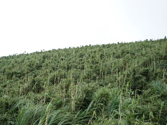 包籜矢竹 陽明山國家公園 大屯山.jpg