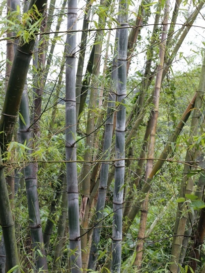 刺竹 新北 烏來 新烏路.jpg