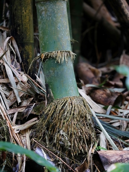 泰山竹 台北 文山 木柵動物園(1).jpg