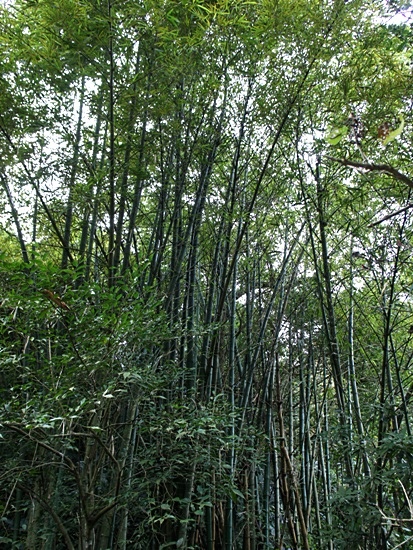 泰山竹 台北 文山 木柵動物園.jpg