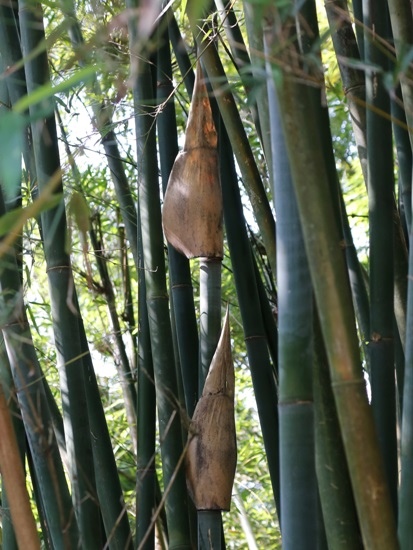 烏葉竹 新北 雙溪 魚坑.jpg