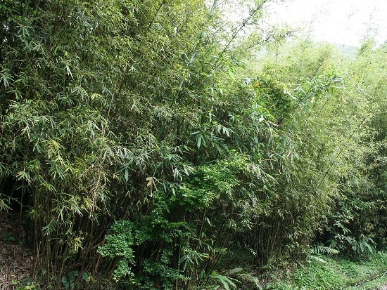 混合竹籬 大屯火山群 巴拉卡公路.jpg