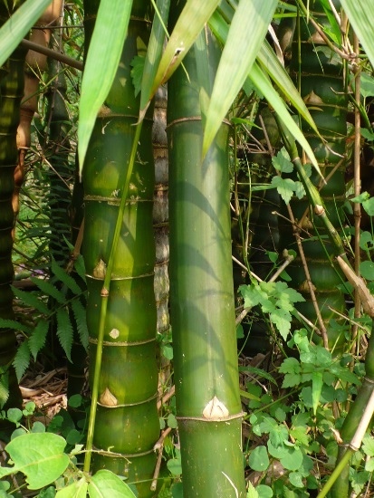 短節泰山竹 台北 內湖 內溝(1).jpg