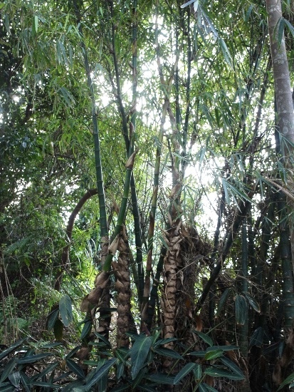 短節泰山竹 台北市 象山步道.jpg