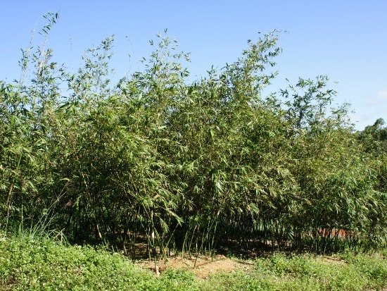 綠竹 新北 八里 長道坑.jpg