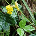 小豇豆  東北角海岸 龍洞岬