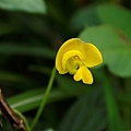 小豇豆 東北角海岸 龍洞岬