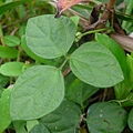 小葉豇豆 北海岸 富貴角