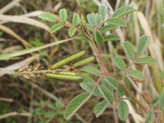 毛木藍 台中 沙鹿(1).jpg