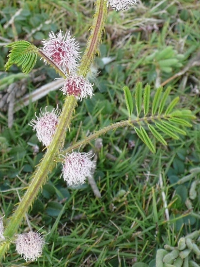 美洲含羞草 雲林 二崙.jpg