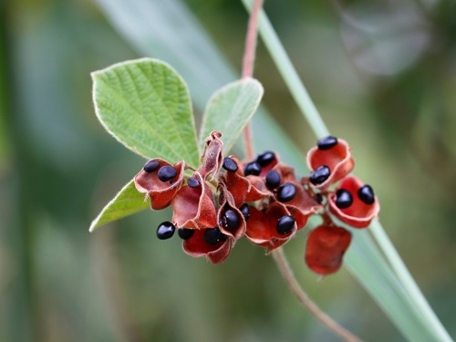 鹿藿 新北 五股 成子寮.jpg