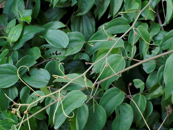 菊花木 基隆 大武崙(3).jpg