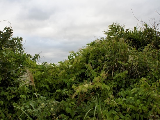 菊花木 基隆 大武崙.jpg