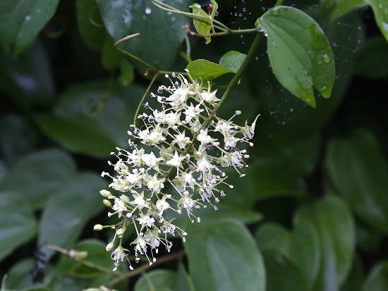 菊花木 基隆 情人湖 老鷹岩.jpg