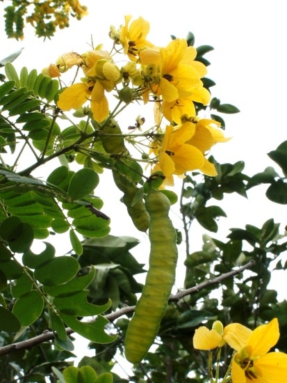 黃槐 花蓮 瑞穗 瑞祥