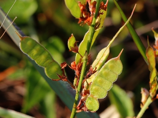葫蘆茶 苗栗丘陵(2).jpg