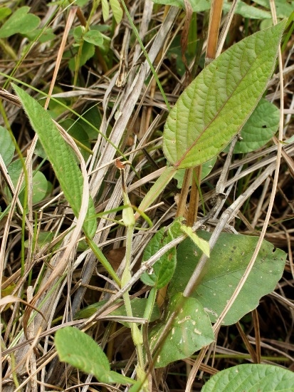 葫蘆茶 苗栗丘陵(3).jpg