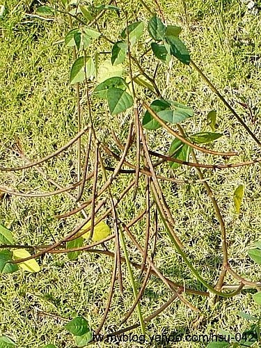 寬翼豆 雲林 二崙.jpg