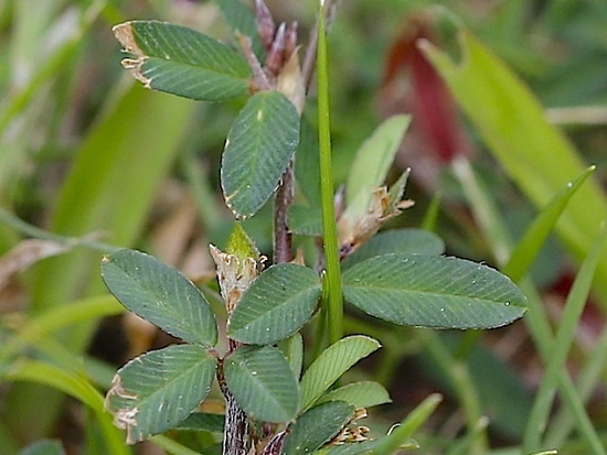 雞眼草 台灣大學 磯小屋前(2).jpg