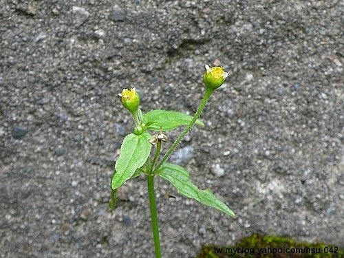小米菊 大雪山林道.jpg