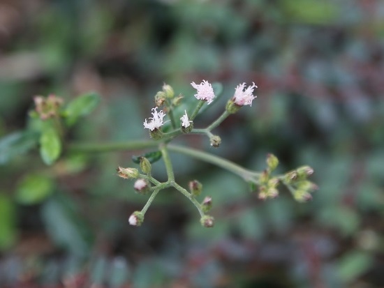 小花斑鳩菊 台南市區.jpg