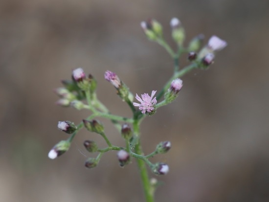 小花斑鳩菊 嘉義 民雄.jpg
