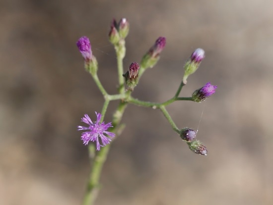 小花斑鳩菊 嘉義 民雄(1).jpg