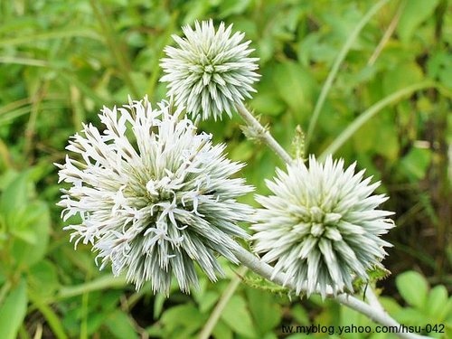 山防風(漏盧) 苗栗丘陵.jpg