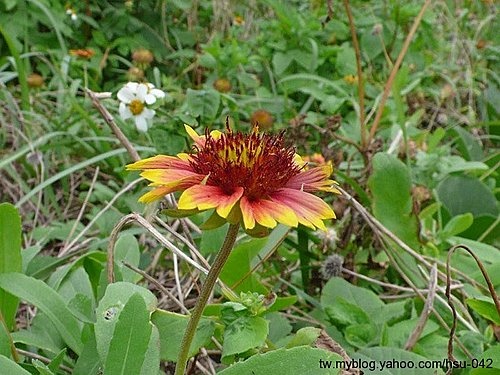 天人菊 石門.jpg