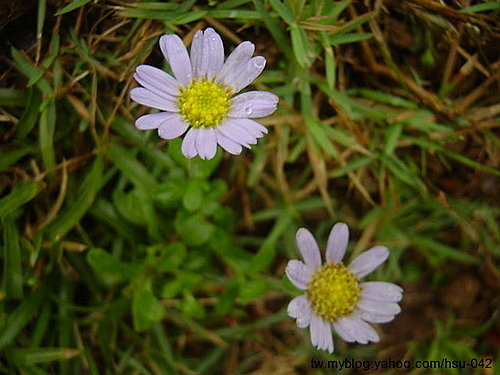 台灣狗娃花 (三貂角).jpg