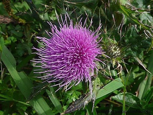 長苞小薊 大屯山.jpg