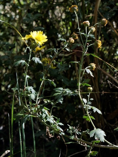 阿里山油菊 雪霸國家公園 觀霧(2).jpg