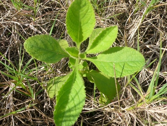 柔毛艾納香 台北 南港 舊庄(1).jpg