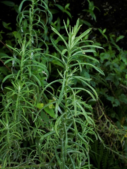 秋鼠麴草 台中 大雪山林道(1).jpg