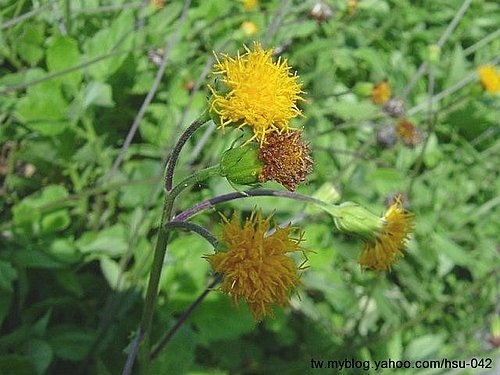 紅花菜 花蓮 壽豐.jpg