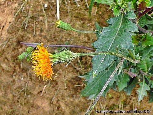 紅鳳菜 士林.jpg