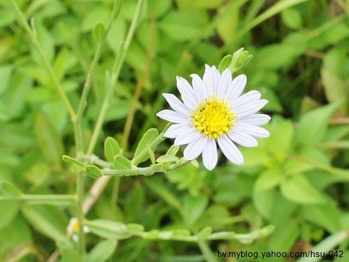 島田氏雞兒腸 苗栗丘陵.jpg