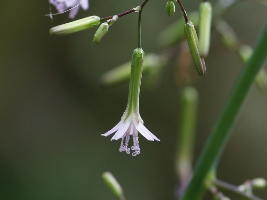 假福王草 苗栗 大湖 細道邦.jpg