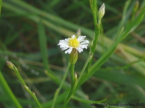 掃帚菊 台北 基隆河畔.jpg